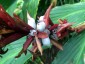 Cautleya spicata from Harry Hay - small image 5