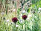 Centaurea atropurpurea - small image 5
