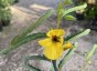 Chamaecrista fasciculata - small image 5