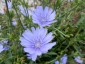 Chicory, Cichorium intybus - small image 5
