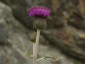 Cirsium canum - small image 5