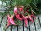Clianthus puniceus - small image 5