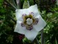Codonopsis clematidea - small image 5