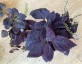 Coleus 'Palisandra' - small image 5