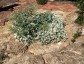 Crambe maritima - small image 5