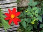 Dahlia coccinea - small image 5