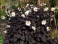 Dahlia ex 'Twynings After Eight' - small image 5