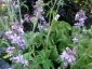 Delphinium requienii - small image 5