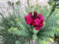 Dianthus cruentus - small image 5