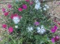 Dianthus superbus - small image 5