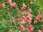Dierama igneum - small image 5