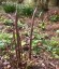Disporum cantoniense ex 'Night Heron' - small image 5