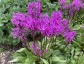 Dodecatheon meadia AGM - small image 5
