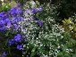Erigeron annuus - small image 5