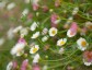 Erigeron karvinskianus - small image 5
