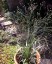 Eryngium ebracteatum - small image 5