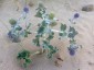 Eryngium maritimum - small image 5
