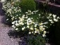 Eschscholzia californica 'Alba' - small image 5
