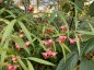 Euonymus cornutus var. quinquecornutus - small image 5