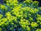 Euphorbia oblongata - small image 5