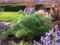 Ferula communis - small image 5