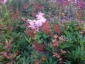 Filipendula rubra 'Venusta' AGM - small image 5