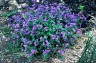Geranium 'Bill Wallis' - small image 5