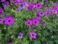 Geranium psilostemon - small image 5