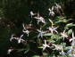 Gillenia trifoliata AGM - small image 5