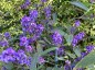 Hardenbergia violacea AGM - small image 5