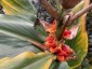 Hedychium forrestii - small image 5