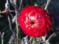 Helichrysum bracteatum 'King Size Fireball' - small image 5