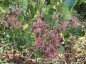 Heptacodium miconioides AGM - small image 5