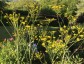 Heptaptera triquetra - small image 5