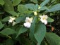 Impatiens arguta Alba - small image 5
