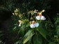 Impatiens tinctoria - small image 5