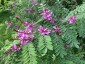 Indigofera heterantha - small image 5
