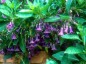 Iochroma australe - small image 5