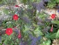 Ipomoea quamoclit - small image 5