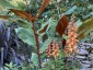 Isoplexis canariensis - small image 5