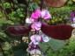Lablab 'Ruby Moon' - small image 5