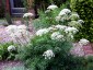 Laserpitium siler - small image 5