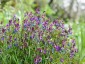 Lathyrus vernus filicifolius - small image 5