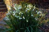 Leucojum 'Gravetye Giant' AGM - small image 5