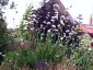 Libertia procera - small image 5