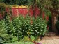 Lobelia tupa - small image 5