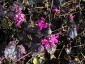 Lunaria annua 'Chedglow' - small image 5