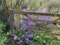 Lunaria annua 'Corfu Blue' - small image 5