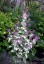 Lunaria annua 'Variegata' purple flowered - small image 5