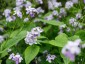 Lunaria rediviva - small image 5